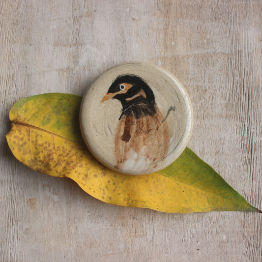 Common Myna portrait